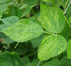 Also called snap beans, this popular garden bean includes both bush and pole varieties. Quick Guide To Insects And Diseases Of Beans Umn Extension