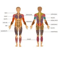 Obliques biceps rectus abdominus pectorals quadriceps deltoids gastrocnemius sartorius. Muscular System Stock Photos And Images 123rf