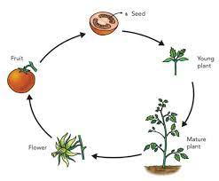 What are the 5 stages of a plant life cycle. Life Cycle Of Plants 5 Stages Fun Facts Science4fun