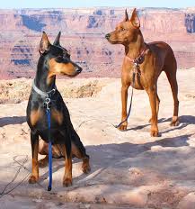 September 3 , 2019 available: Tri Pincher Com 780 986 6877 Breeder Of The Doberman German Pincher