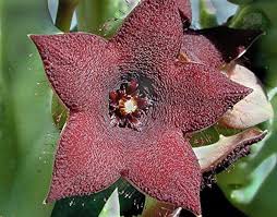 Image result for Orbea melanantha