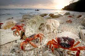 Christmas island frigate bird (christmasisland, jun 2015). Christmas Island Tauchreisen Tauchsafaris Tauchurlaub Abenteurreisen