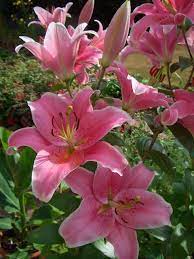 Pin On Beautiful Flowers