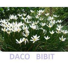 Gratis untuk komersial tidak perlu kredit bebas hak cipta. Tanaman Bunga Zephyranthes Putih Shopee Indonesia