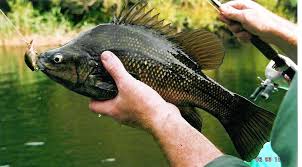 Use ice fishing flies and jigs to catch winter panfish. Macquarie Perch Wikipedia