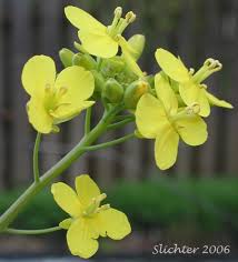 Image result for Brassica rapa