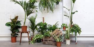 We did not find results for: Les Meilleurs Sites Pour Acheter Ses Plantes En Ligne Marie Claire