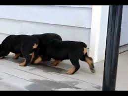 Livram imediat sau aducem la comanda orice rasa de caine va intereseaza , serviciile noastre va asteptam pe site. Rottweiler De Vanzare Caini De Paza Youtube