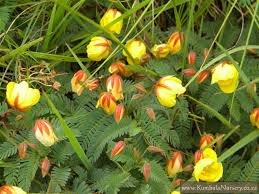 Image result for Chamaecrista plumosa