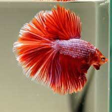Live Betta Fish Royal Red Dragon Ohm Premium Grade From Thailand Ebay Betta Fish Betta Fish