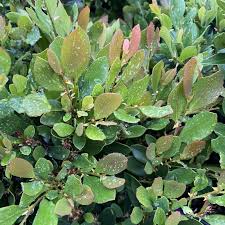 Image result for Light Coppertone 1983 Fedders