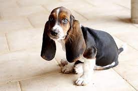 A hound is a type of hunting dog used by hunters to track or chase prey. Basset Hound Puppies The Ultimate Guide For New Dog Owners The Dog People By Rover Com