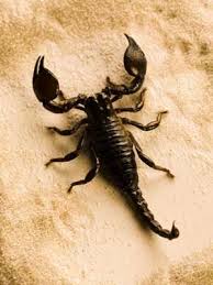 Types Of Scorpions Scorpion Facts And Information Scorpion Bugs And Insects Desert Animals