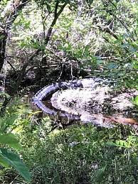 We did not find results for: Brooker Creek Preserve Tarpon Springs 2021 All You Need To Know Before You Go With Photos Tripadvisor