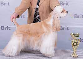 The american cocker spaniel is a breed of sporting dog. American Cocker Spaniel Brit