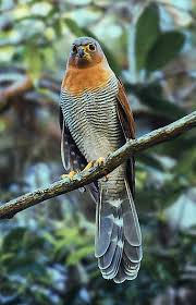 Falcão é o nome genérico dado a várias aves da família falconidae, mais estritamente aos animais classificados dentro do género falco. Pin On Birds From Brazil A To M