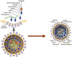 Image result for HTLV1