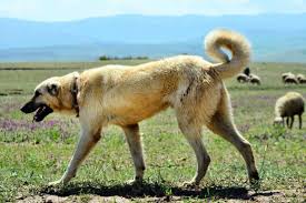 Pin On Kangal Dog