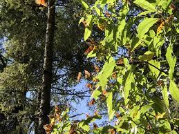 Mariposas Monarcas Mariposa Monarca Viajes Monarcas