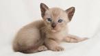Cats for Adoption Near Ashburn, VA | Petfinder