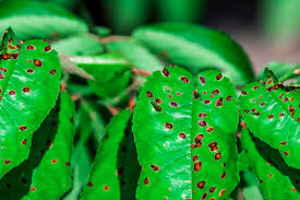 Symptoms of bacterial leaf spot are black or brown spots that appear on the leaves and streaking on the stems of the plant. How To Treat Brown Spots On Leaves