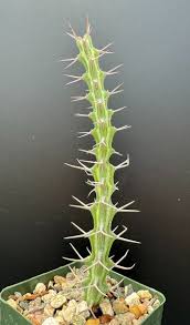 Image result for Euphorbia zambesiana