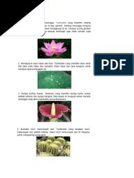 Dalam hal yang sedemikian itu daun dikatakan mempunyai bangun perisai. Bentuk Daun Teratai Yang Lebar Dan Tipis Berguna Untuk Seputar Bentuk