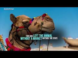 In india, the city of pushkar has a huge camel festival in october and november. Declining Population Of Camel In India Is Worrying Youtube