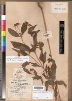 Image result for Aspilia ciliata