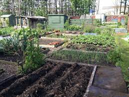 Most plants should be spaced 2 to 3 feet apart, so they'll have room to grow and get plenty of sunlight and air circulation. Your Complete Guide To Maintaining A Successful Allotment