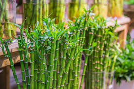 We've trimmed all yellow leaves, and changed the it looks to me that your lucky bamboo is root bound. How To Care For Your Dying Bamboo Plant