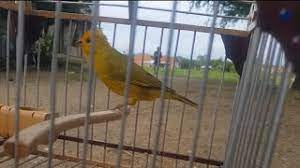 Descargar cantoos de canarios criollos. Descargar Canario Criollo Basto Cantando Sicalis Flaveo