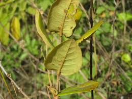Image result for Psorospermum mechowii