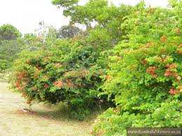Image result for Barleria galpinii