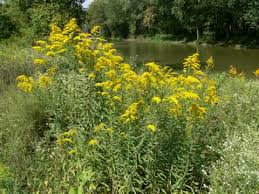 They are distributed in the tropical and subtropical regions of the americas, especially north america, where the origin and center of diversity of the genus are in the southwestern united states and northwestern. Definition Von Ragweed Synonyme Antonyme Und Aussprache
