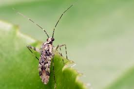 Image result for Liparis killmanniae