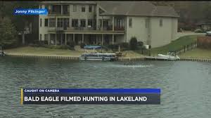 Bald eagle filmed hunting in Lakeland