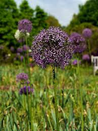 Download 58 ornamental allium stock illustrations, vectors & clipart for free or amazingly low rates! Royalty Free Allium Photos Free Download Pxfuel