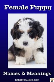 The Best Girl Dog Names With Meanings Girl Dog Names Puppies Names Female Puppy Names