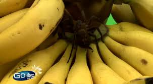 Die brasilianische wanderspinne verfügt über die gleiche wirksamkeit wie die modernen generika viagra oder cialis (foto: Galileo Video 100 Sekunden Spinnenbiss Im Supermarkt Prosieben