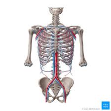 The rib cage consists of 24 ribs, 12 on either side, and it shields the organs of the chest, including the heart and the lungs, from damage. Intercostal Arteries And Blood Supply Of Thoracic Wall Kenhub
