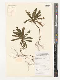 Image result for Biophytum umbraculum