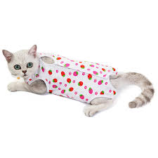 Find out why following some widely held beliefs can harm your cat. Soft Cotton Puppy Dog Diapers Female Pet Physiological Pants Underwear Cat Diaper Girl Dog Sanitary Panties Dog Clothes Shorts Buy At The Price Of 4 69 In Aliexpress Com Imall Com