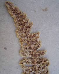 Image result for Mohria lepigera