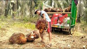 Harga sawit naik, harga sawit turun, tiada masalah. Angkat Buah Sawit Jumbo Youtube