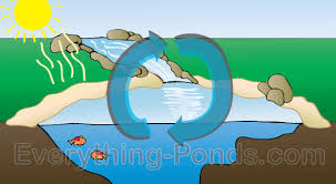 Pond Ecosystem Everything Ponds Com