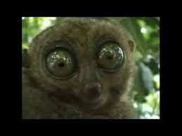 Dramatic Bush Baby Video Makes Me Giggle Every Time I See It Funny Videos Weird Animals Animals Lemur