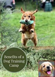 How much are dog training prices near me? House Training A Puppy Rspca And Clicker Training Dogs Pros Cons Dogobediencetraining Dogtraining Puppy Training Dog Training Puppies