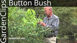 Cephalanthus occidentalis 'sugar shack' cephalanthus sugar shack shrubs or button bushes are an amazingly compact shrub, known for their fragrant white flowers resembling pincushions that create a nice contract to the attractive glossy foliage. Buttonbush Cephalanthus Occidentalis How To Grow Buttonbush Youtube