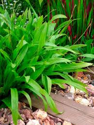 Paul is going for his early evening sedge about the office. Native To Know Seersucker Sedge Finegardening